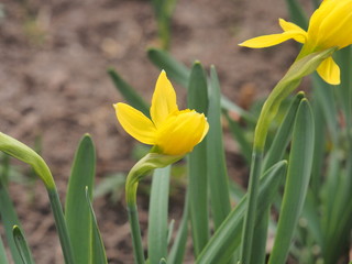Yellow buds of daffodils bloom. Floriculture. Spring flowers.