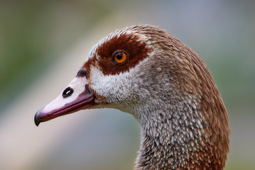 Portrait von einer Nilgans