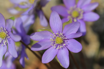 stamen and pistil of flower of  liverleaf in spring, Hepatica nobilis specie