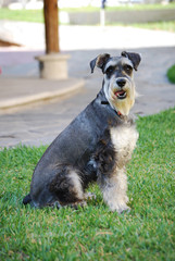 Schnauzer dog sitting on grass looking to camera