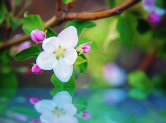 Obraz na płótnie Canvas Springtime blossom, white flower on branch with reflection on water.