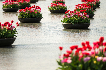 Fototapeta na wymiar Tulips in bowls in a pool in Amsterdam