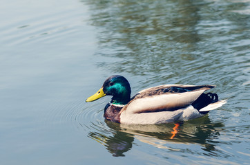 Beautiful wild duck swims in the pond.
