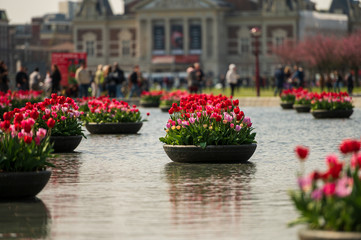 Tulips in bowls in a pool in Amsterdam