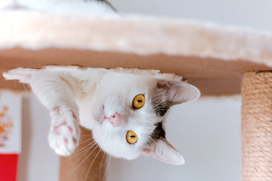 Cat Playing Upside Down