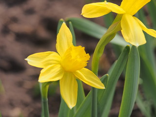 Fototapeta na wymiar Yellow buds of daffodils bloom. Floriculture. Spring flowers.