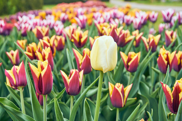  tulips in blossom in a park                              