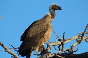 Cape Griffon Vulture In Tree Against Blue Sky