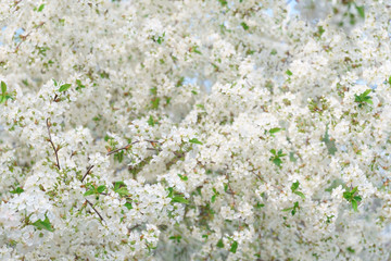 Abstract floral background with white cherry flowers in soft focus