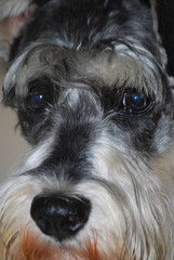 Schnauzer close up with a beautiful look
