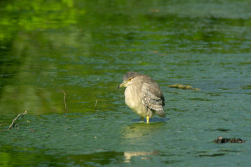 Cucciolo di Nitticora