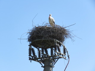 Nido di cicogna
