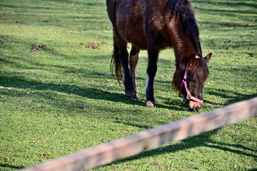 A brown horse grazing in the paddock.