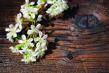 Blossoming cherry branch on dark rustic wooden background. Copy space