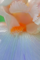 Fototapeta na wymiar Close up of the orange stamen of a blue and white iris 