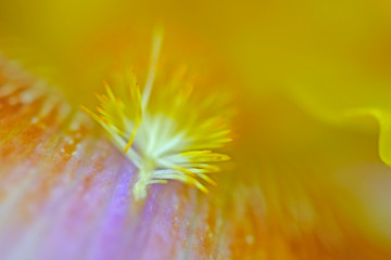 Closeup of the inside of a lilac blue and yellow iris flower