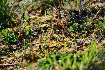 Young shoots of horsetail in the wild.