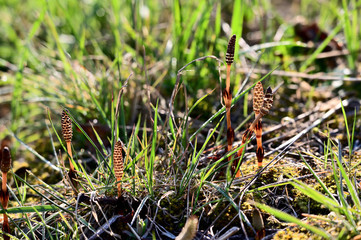 Young shoots of horsetail in the wild.