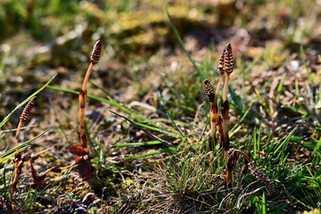 Young shoots of horsetail in the wild.