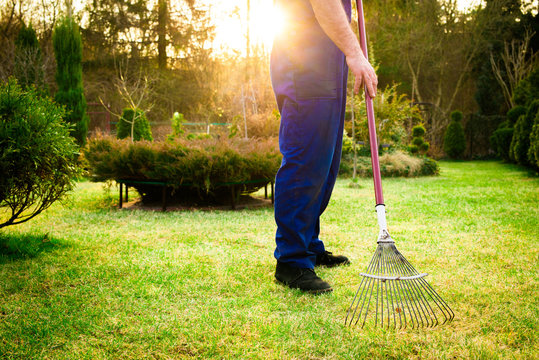 Raking grass in the garden. The man fertilizes the soil in the garden, preparing for work on the garden. Preparation for the gardening season. The gardener holds a rake in his hand.