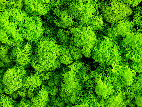 Green moss growing on the wall, close up.