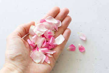 Rose petals lie on the hand, on a light gray concrete background. Tenderness, wedding, postcard and...