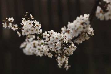 blooming plum branch,romantic spring background