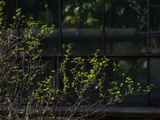 A green leafs in front of a dark window.