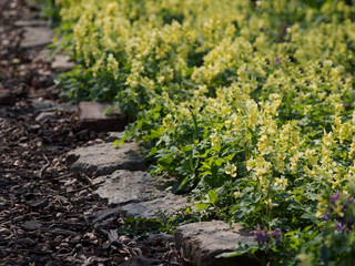 Stone walkway surrounded by a floral landscape.