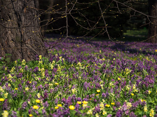 Naklejka premium The afternoon shadow under the crown of the tree.