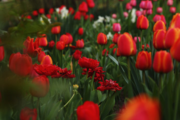 red tulips in the garden,spring background