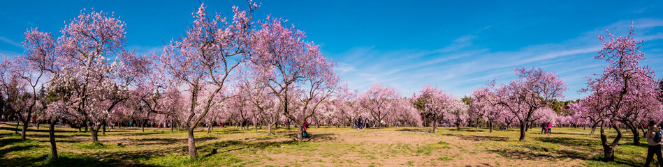 Alleys of blooming almond trees with pink flowers in Madrid, Spain. Pink almond trees in bloom at...