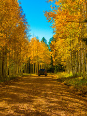 Northern Arizona Aspen Trees