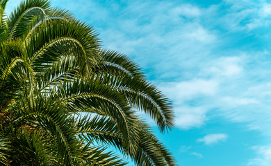 Fototapeta na wymiar Coconut palm tree with blue sky and clouds.
