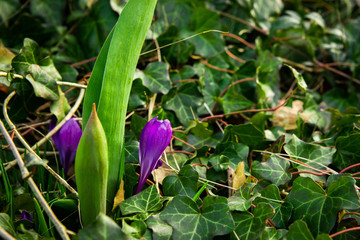 Violet beautiful crocus among other plants. Crocuses bloom in the open air in a natural environment. A rare flower found mainly in the mountains.