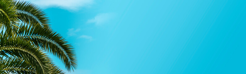 Fototapeta premium Coconut palm tree with blue sky and clouds.