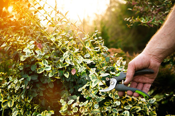 Fototapeta premium Works In Garden and Planting Seedlings. A Man Cuts the Branches of Bushes and Trees, makes Seedlings. Gardener Dressed in Pants and Work Shoes is doing work. 