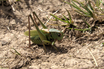Decticus verrucivorus; wart-biter bush cricket (Tettigoniidae) in the Swiss Alps