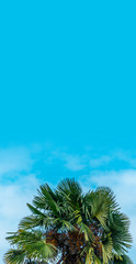 Coconut palm tree with blue sky and clouds.