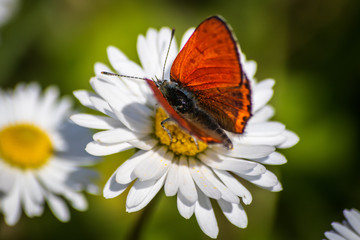 Orange butterfly on white daisy flower on a meadow with green grass background