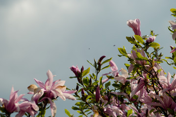 Blooming magnolias in spring - obrazy, fototapety, plakaty
