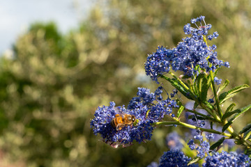 Honeybee collecting pollen on blue wildflowers