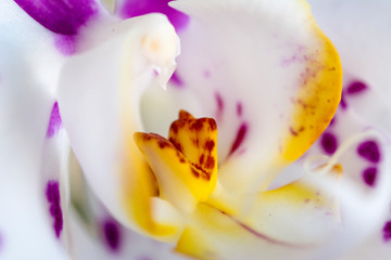 A white and pink orchid 