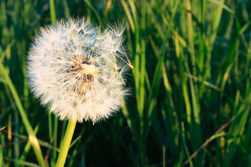 Fototapeta premium Pusteblume