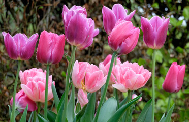 Fototapeta premium Tulpen mit Regentropfen