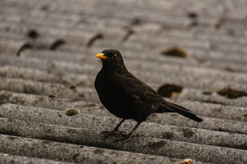 Vogel