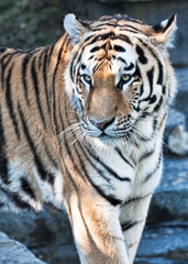 Portrait of a wonderful bengal tiger
