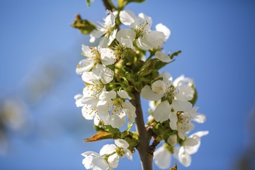 Beautiful nature background. Close up view of tree branch with white flowers on blue sky background.