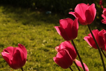 Turkey istanbul pink red yellow and white tulips garden