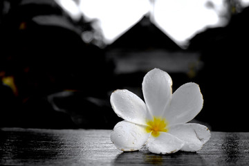 Fototapeta na wymiar A beautiful white flower falls from the tree in full rain
